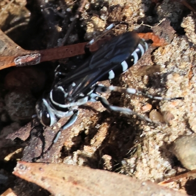 Turneromyia sp. (genus) (Zebra spider wasp) at Albury, NSW - 5 Mar 2023 by KylieWaldon