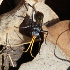 Fabriogenia sp. (genus) (Spider wasp) at Albury, NSW - 5 Mar 2023 by KylieWaldon