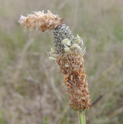 Plantago lanceolata (Ribwort Plantain, Lamb's Tongues) at Tarengo Reserve (Boorowa) - 23 Oct 2022 by michaelb