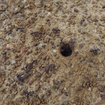 Iridomyrmex purpureus (Meat Ant) at Boorowa, NSW - 23 Oct 2022 by michaelb