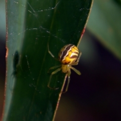 Deliochus sp. (genus) (A leaf curling spider) at Higgins, ACT - 7 Mar 2023 by MichaelWenke