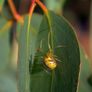 Deliochus sp. (genus) at Higgins, ACT - 7 Mar 2023