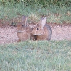Oryctolagus cuniculus (European Rabbit) at Jerrabomberra Wetlands - 6 Mar 2023 by Christine