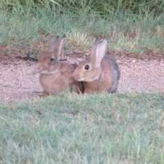 Oryctolagus cuniculus (European Rabbit) at Fyshwick, ACT - 6 Mar 2023 by Christine