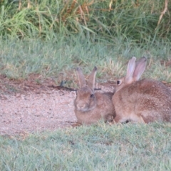 Oryctolagus cuniculus at Fyshwick, ACT - 6 Mar 2023