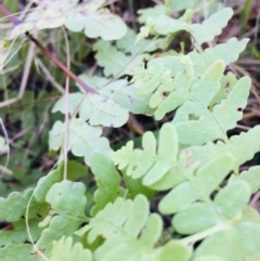 Histiopteris incisa (Bat's-Wing Fern) at Lower Boro, NSW - 7 Mar 2023 by mcleana