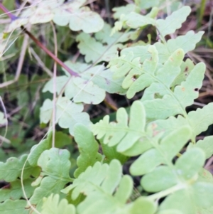 Histiopteris incisa at Lower Boro, NSW - suppressed