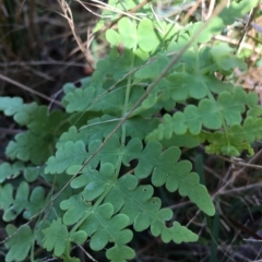 Histiopteris incisa at Lower Boro, NSW - suppressed