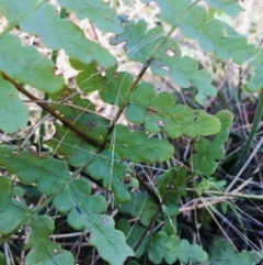 Histiopteris incisa at Lower Boro, NSW - suppressed