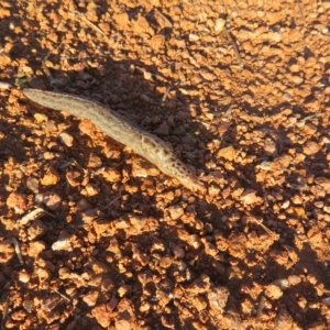 Limax maximus at Fyshwick, ACT - 6 Mar 2023