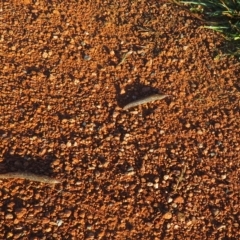 Limax maximus at Fyshwick, ACT - 6 Mar 2023