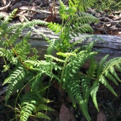 Hypolepis glandulifera (Downy Ground Fern) at Lower Boro, NSW - 7 Mar 2023 by mcleana