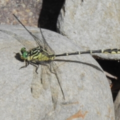 Austrogomphus ochraceus (Jade Hunter) at Paddys River, ACT - 7 Mar 2023 by JohnBundock