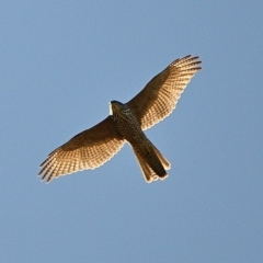 Tachyspiza fasciata (Brown Goshawk) at Tahmoor, NSW - 25 Feb 2023 by Freebird