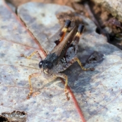Unidentified Grasshopper, Cricket or Katydid (Orthoptera) at Albury, NSW - 4 Mar 2023 by KylieWaldon