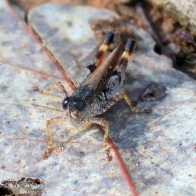 Unidentified Grasshopper, Cricket or Katydid (Orthoptera) at Albury, NSW - 4 Mar 2023 by KylieWaldon