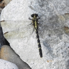 Hemigomphus gouldii (Southern Vicetail) at Paddys River, ACT - 6 Mar 2023 by JohnBundock