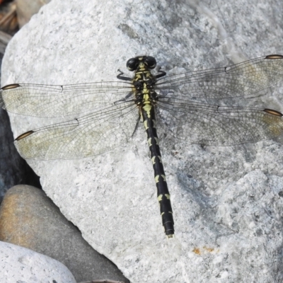 Hemigomphus gouldii (Southern Vicetail) at Paddys River, ACT - 7 Mar 2023 by JohnBundock