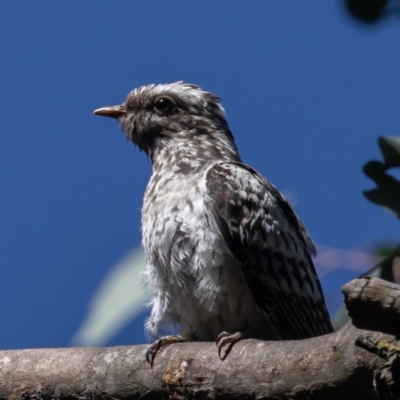 Cacomantis pallidus (Pallid Cuckoo) at Jerrabomberra Wetlands - 7 Mar 2023 by rawshorty