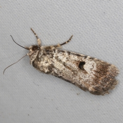 Thoracolopha verecunda (A Noctuid moth (Acronictinae)) at O'Connor, ACT - 28 Feb 2023 by ibaird