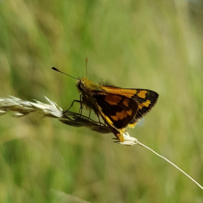 Ocybadistes walkeri (Green Grass-dart) at Kambah, ACT - 7 Mar 2023 by MatthewFrawley