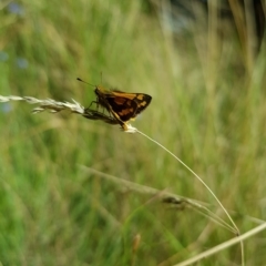 Ocybadistes walkeri at Kambah, ACT - 7 Mar 2023