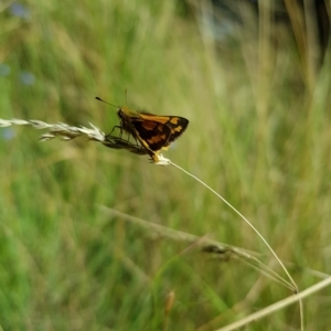 Ocybadistes walkeri at Kambah, ACT - 7 Mar 2023 02:14 PM