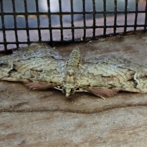 Chloroclystis approximata at Cook, ACT - 7 Mar 2023