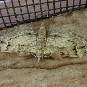 Chloroclystis approximata at Cook, ACT - 7 Mar 2023