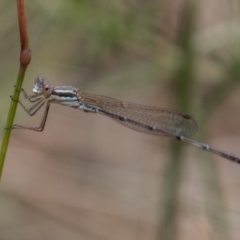 Austrolestes analis (Slender Ringtail) at Paddys River, ACT - 3 Mar 2023 by SWishart