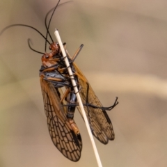 Chorista australis (Autumn scorpion fly) at Paddys River, ACT - 3 Mar 2023 by SWishart