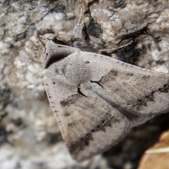 Pantydia sparsa (Noctuid Moth) at Tidbinbilla Nature Reserve - 3 Mar 2023 by SWishart