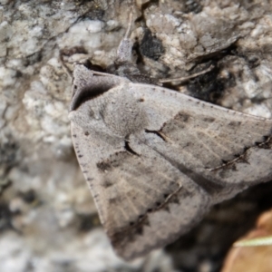 Pantydia sparsa at Paddys River, ACT - 3 Mar 2023 01:20 PM