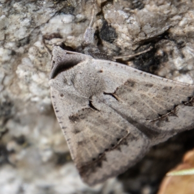 Pantydia sparsa (Noctuid Moth) at Paddys River, ACT - 3 Mar 2023 by SWishart