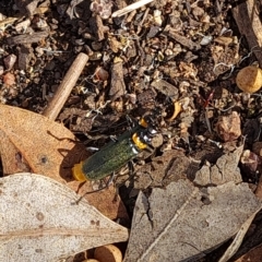 Chauliognathus lugubris (Plague Soldier Beetle) at O'Malley, ACT - 7 Mar 2023 by Mike