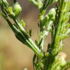 Aphididae (family) (Unidentified aphid) at O'Malley, ACT - 7 Mar 2023 by Mike