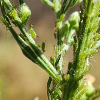 Aphididae (family) (Unidentified aphid) at O'Malley, ACT - 7 Mar 2023 by Mike