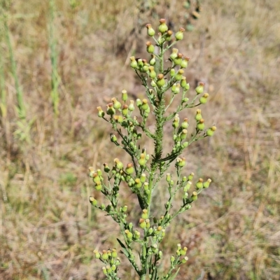 Erigeron sumatrensis (Tall Fleabane) at O'Malley, ACT - 7 Mar 2023 by Mike