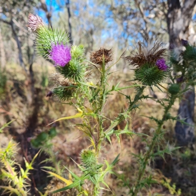 Cirsium vulgare (Spear Thistle) at O'Malley, ACT - 7 Mar 2023 by Mike