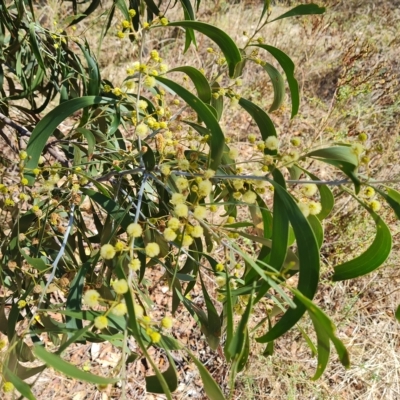 Acacia implexa (Hickory Wattle, Lightwood) at O'Malley, ACT - 7 Mar 2023 by Mike