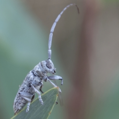 Acalolepta sp. (genus) (Longhorn beetle) at Paddys River, ACT - 2 Mar 2023 by SWishart