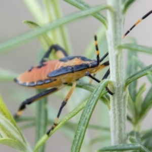 Amorbus sp. (genus) at Paddys River, ACT - 3 Mar 2023 10:06 AM