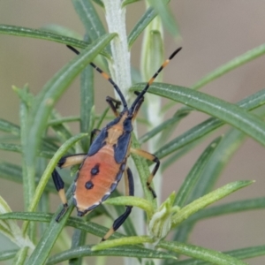 Amorbus sp. (genus) at Paddys River, ACT - 3 Mar 2023 10:06 AM