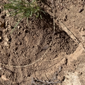 Pogona barbata at Deakin, ACT - suppressed