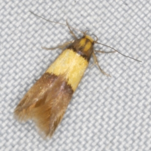 Stathmopoda callichrysa at O'Connor, ACT - 28 Feb 2023 09:37 PM