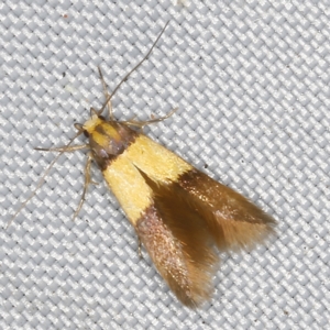 Stathmopoda callichrysa at O'Connor, ACT - 28 Feb 2023 09:37 PM