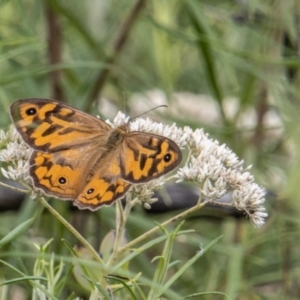 Heteronympha merope at Paddys River, ACT - 3 Mar 2023