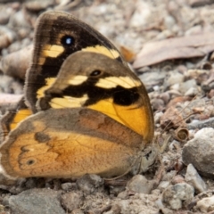 Heteronympha merope (Common Brown Butterfly) at Paddys River, ACT - 2 Mar 2023 by SWishart