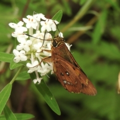 Trapezites symmomus (Splendid Ochre) at Lakesland, NSW - 28 Feb 2023 by GlossyGal