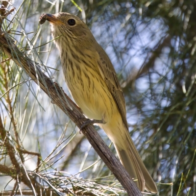 Pachycephala rufiventris (Rufous Whistler) at Stony Creek - 26 Feb 2023 by KorinneM